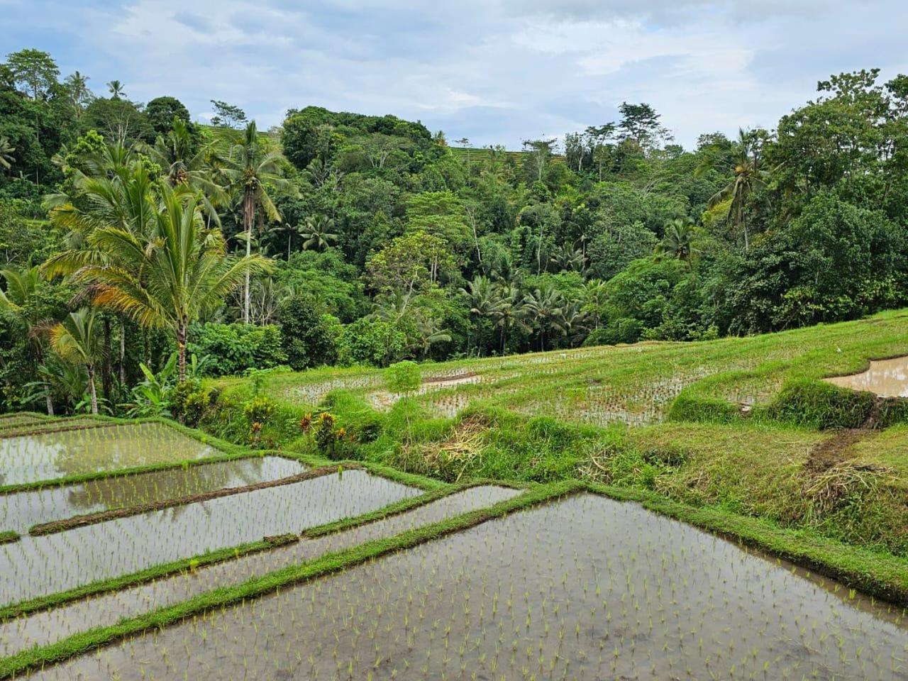 Umauthu Bali Selemadeg Exterior foto